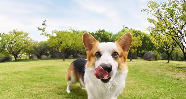 柯基犬——英国最受欢迎的宠物犬（了解柯基犬的品种特点、饲养知识和性格特征）