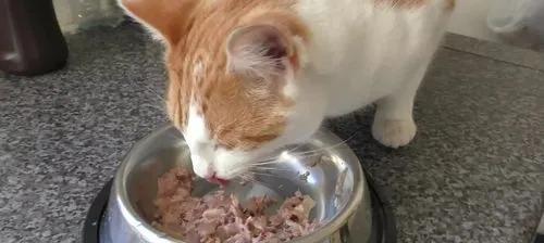 猫粮喂狗狗，可行吗？（探究猫粮喂狗狗的风险和建议）