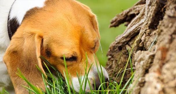 探究腊肠犬喜欢吃便便的原因（揭秘宠物犬的行为与生理学现象）