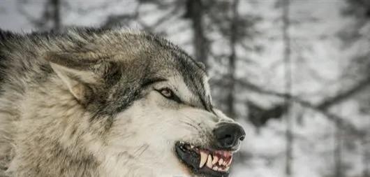 狼和狗，谁才是真正的霸主？（从智商、力量、野性和忠诚四个角度看待狼和狗的优劣）