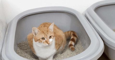 猫咪不爱用猫砂盆怎么办？解决办法大揭秘！（宠物猫难以适应猫砂盆？这些问题或许是关键！）