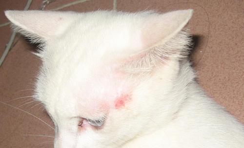 猫咪皮肤病的治疗与预防（掌握正确的治疗方法，让猫咪远离皮肤病）