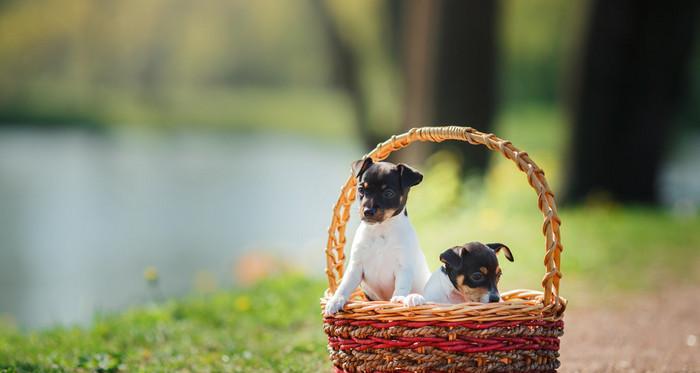 以母猎狐犬的繁殖特性剖析（探究母猎狐犬的生殖特点及其繁殖方式）