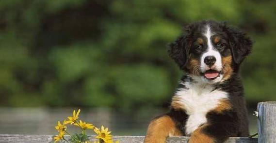 六种寿命最长的宠物狗狗（发现这些长寿狗狗的秘诀，让你的爱犬也能健康长寿）