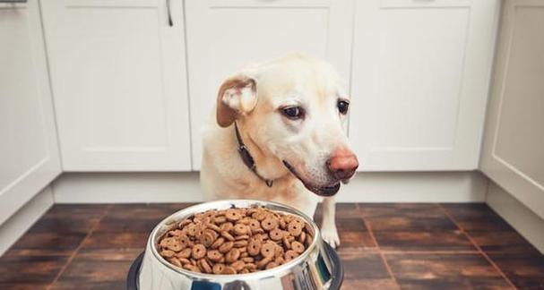 培养宠物狗的良好进食习惯（为你的狗狗创造健康的饮食环境）
