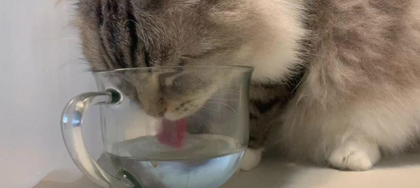猫咪频繁喝水是什么问题？（解密猫咪喝水习惯及其健康问题，探究如何科学养护猫咪）