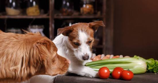 狗狗可以吃水果吗？（宠物饮食的正确选择，了解这些水果。）