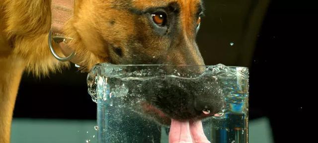 狗狗的水分摄取（保持狗狗健康，需从水开始；每天水分摄入量该如何计算？）
