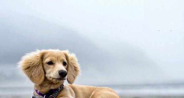 如何提升狗狗的嗅觉能力（以日常训练为例，让宠物犬的嗅觉更敏锐）