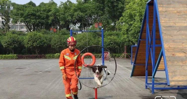 巧用食物提高搜救犬训练效果（以宠物为主，让你的狗狗成为搜救犬）