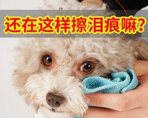 如何有效清理狗狗眼角泪痕（以宠物为主，温柔清洁眼部区域，呵护宠物健康）