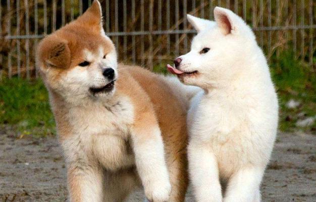 秋田犬和柴犬的区别剖析（探寻日本两大犬种之间的不同点）