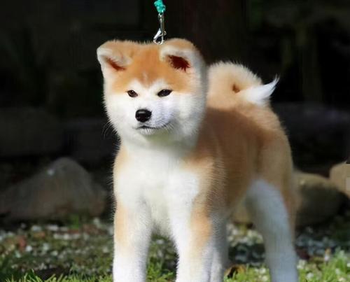 了解秋田犬——日本国宝级宠物犬（秋田犬的历史与特点、饲养技巧及训练方法、秋田犬在生活中的价值）