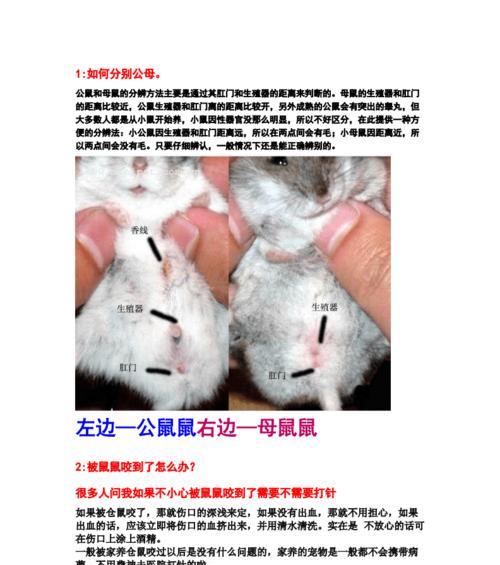 贝生吉犬的饲养方法（健康、训练、护理全方位指南）