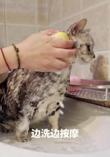 如何合适地给小猫咪洗澡？（掌握正确的洗澡频率和方法，让宠物更健康）