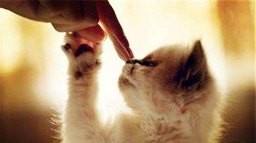 小猫咪的爱抚方式（咬手指又舔，宠物的温柔表达）