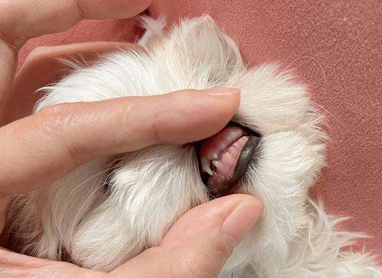 狗狗长牙时间表，（从小狗到成犬，这是它们生长的里程碑）