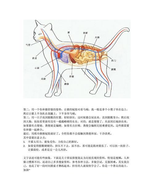 洛帕蒂折背陆龟的饲养方法（一步一步教你如何饲养洛帕蒂折背陆龟）