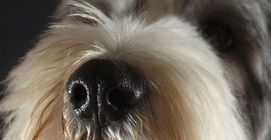 狗狗鼻子里有东西，是什么原因？（探究狗狗鼻子里异物的成因与治疗方法）
