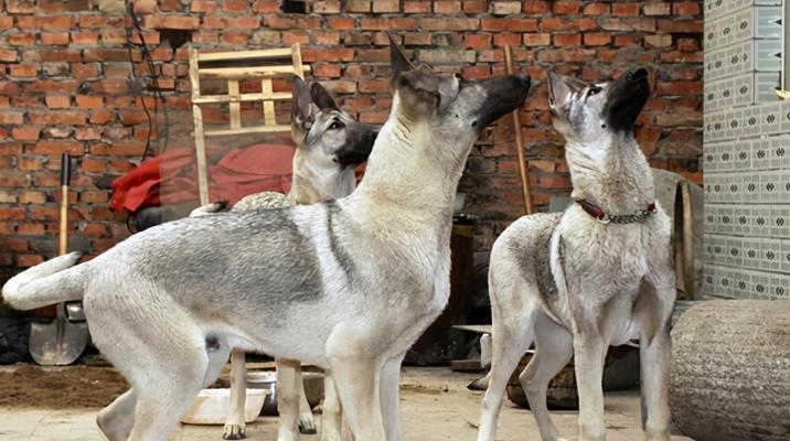 以狼青犬训练方法打造高品质宠物犬（从幼犬到成熟，让你的狗狗拥有完美的行为表现）