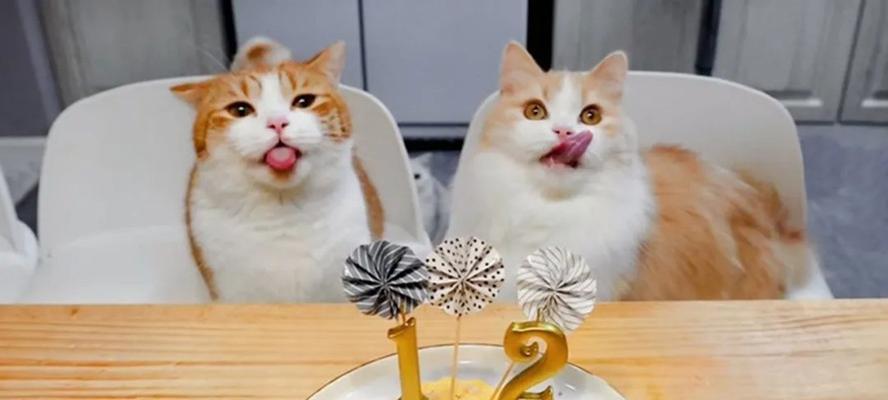 小猫能吃蛋糕吗？——宠物饮食安全问题探讨（探讨小猫食用蛋糕的安全性、注意事项和营养需求）