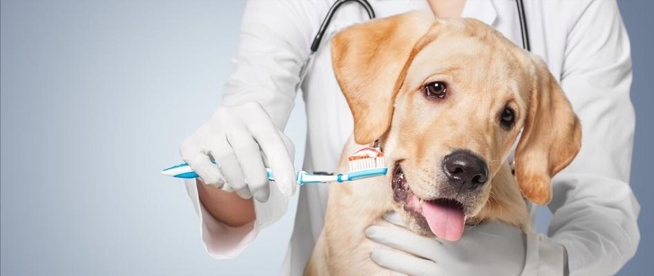 宠物牙齿保健知识——狗狗常见的牙科问题剖析（如何预防和治疗狗狗常见的牙科问题）