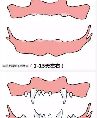 黄尾蓝魔鬼的完美饲养之道（掌握这些技巧，成为鱼缸中的宠儿）