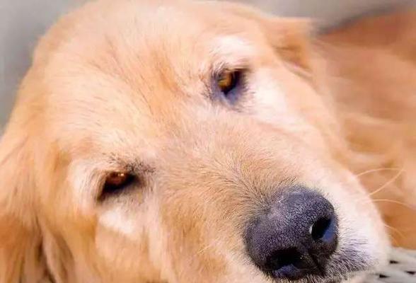 狗狗鼻子干发热的原因（探究狗狗鼻子干发热的症状和治疗方法）