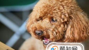 泰迪犬食物过敏怎么办（解决泰迪犬食物过敏问题的有效方法）