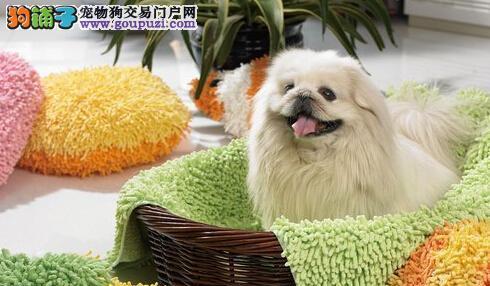 如何训练京巴犬成为聪明乖巧的宠物