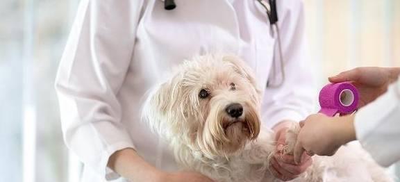 给小狗狗打疫苗，保障宠物健康（注意事项及常见问题解答）