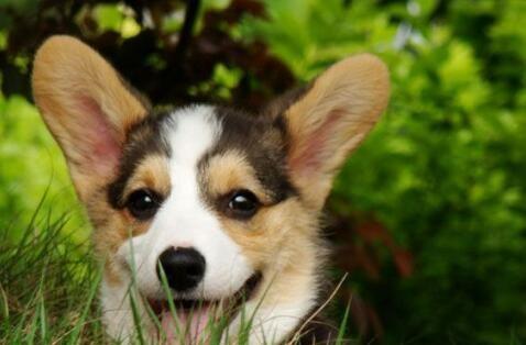 解决柯基犬偏食的难题（让你的宠物品尝美食的五种方法）