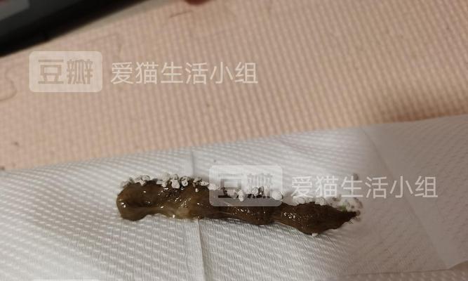 如何判断猫咪是否有虫子？（通过观察粪便来辨别宠物健康情况）