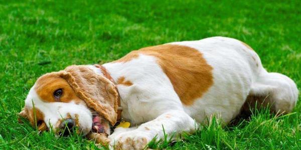 训练可卡犬衔取东西的技巧（宠物训练从衔取开始，让你的可卡犬成为你的小助手）