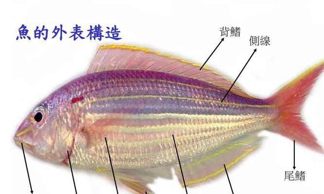 以斑点短鲷为宠物的饲养方法（养殖技巧、饲料选择、水质要求、防病措施）