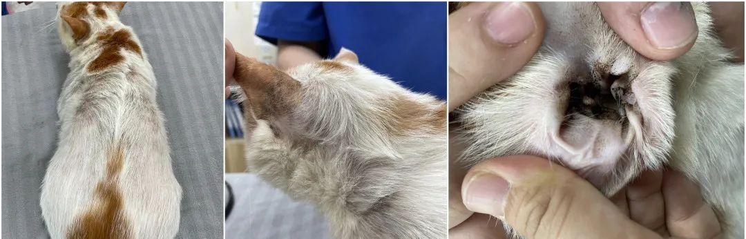 揭秘猫咪耳朵里的毛发之谜（为什么猫咪的耳朵里总是那么多毛发？-毛发）