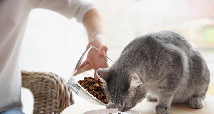 猫咪为何冬天饭量减少？（探究猫咪饮食变化的原因和解决方法。）