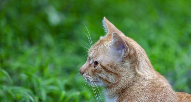 宠物猫突然不吃不喝呕吐绿色液体，怎么办？（教你如何应对猫咪突发状况）