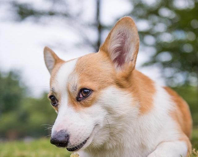 「以柯基犬喂食指导」（「打造健康有活力的小短腿」）