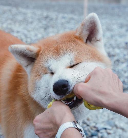 如何正确清洁你的柴犬耳道？（关注柴犬耳部健康，预防耳道疾病）