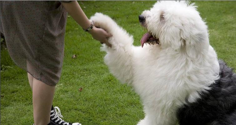 训练古牧犬定点大小便的技巧（从基础开始，教你让宠物乖乖大小便）