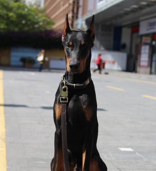 如何正确喂养杜宾幼犬（从饮食习惯到营养需求，全方位指导你做好幼犬的饮食管理）