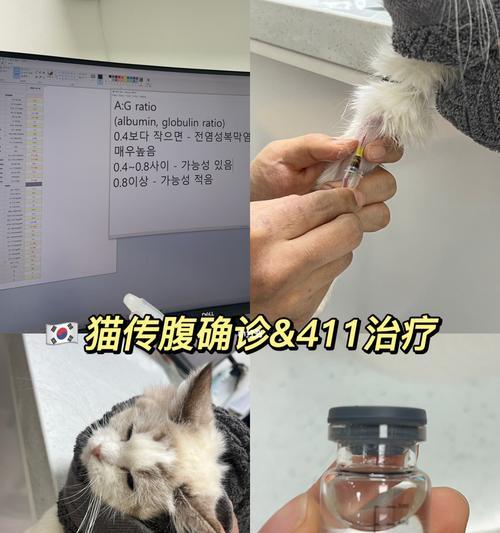 小猫葡萄糖比例及用量详解（为你的爱宠提供科学的营养保障）