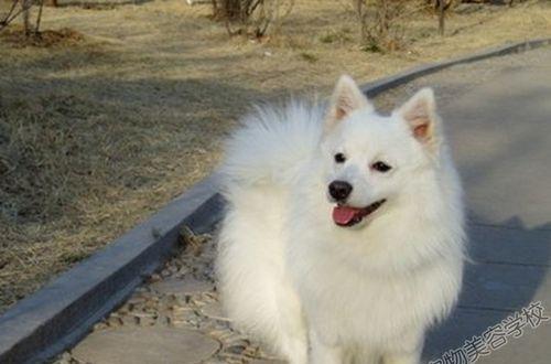 银狐犬的饮食指南（养银狐犬，这些饮食注意事项一定要知道！）