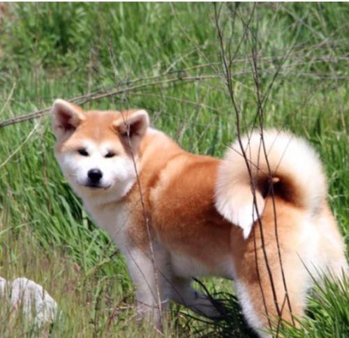 如何挑选健康的秋田犬（以宠物为主，找到适合你的秋田犬）