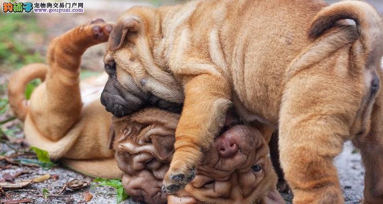 如何照顾还没断奶的沙皮幼犬（一份完整的沙皮幼犬护理指南）