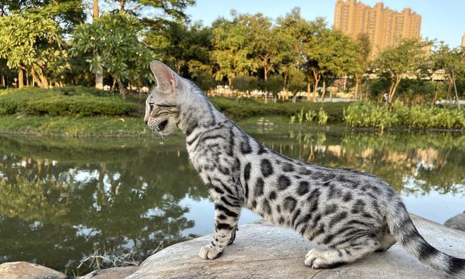 孟加拉豹猫的饮食禁忌（养宠物必知的8个注意事项）