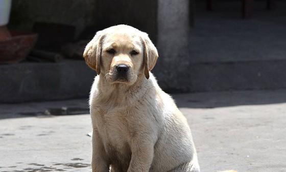 拉布拉多犬秋季掉毛原因及护理方法（宠物爱好者必读，帮助你解决犬毛过多问题！）