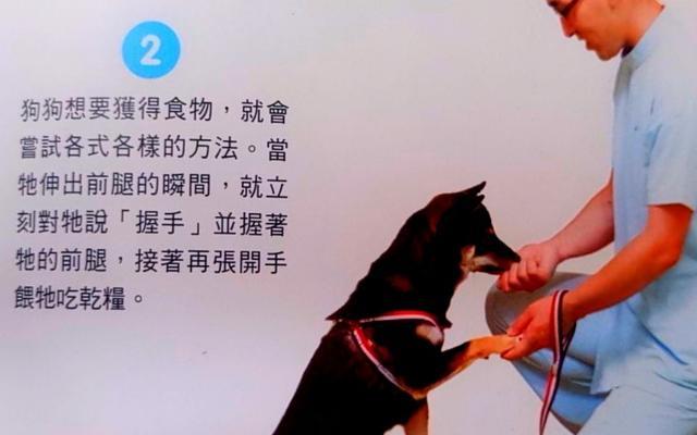 如何训练杜宾犬接飞盘（以宠物为主的训练方法）