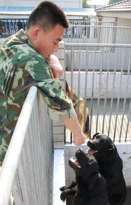 如何训练斗牛犬成为理想宠物（以正面强化为主，建立良好行为习惯）